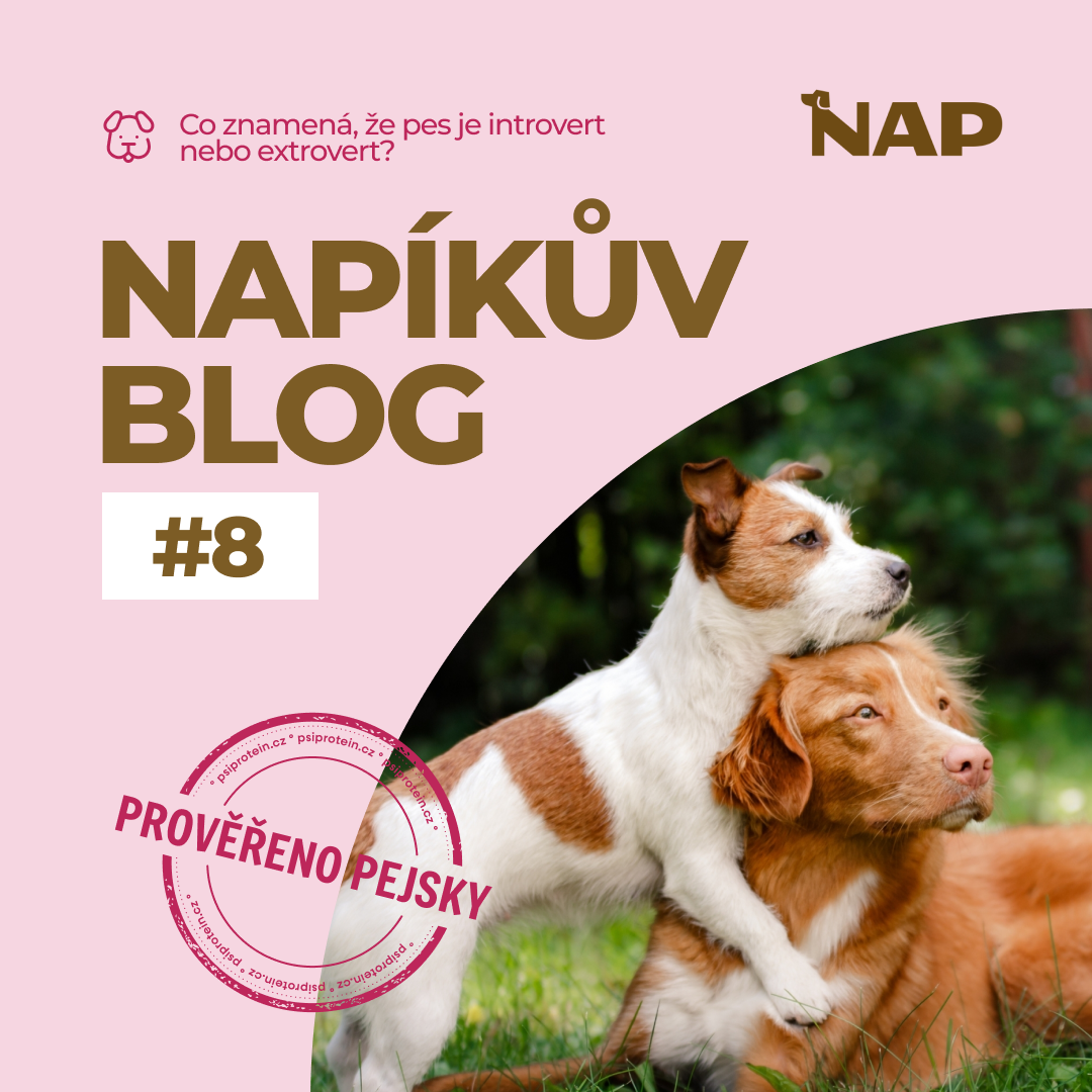 Pes jako introvert vs. extrovert jak poznat typ povahy a přizpůsobit mu život