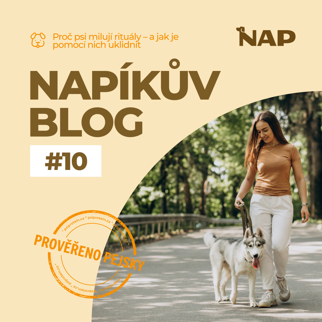 Proč psi milují rituály – a jak je pomocí nich uklidnit
