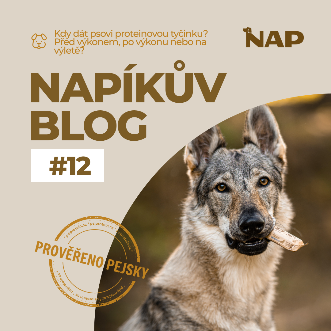 Kdy dát psovi proteinovou tyčinku? Před výkonem, po výkonu nebo na výletě?
