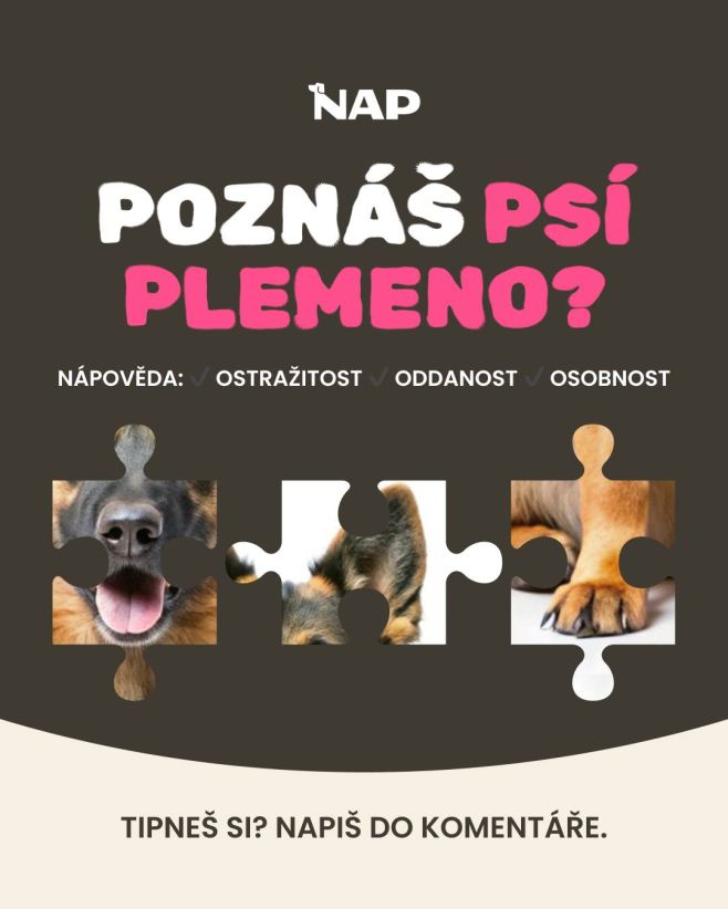 Dneska malá psí hádanka. 🐾 👉Napište svůj tip do komentáře. #psiprotein #kviz #hadanka #pes #napfood