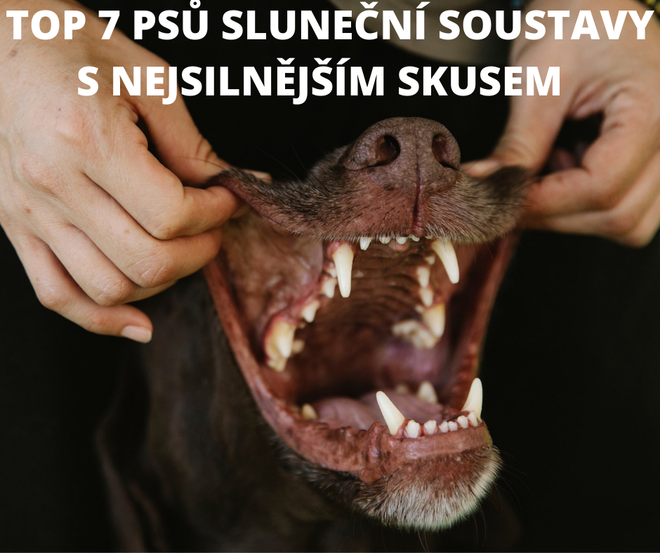 Top 7 psů Sluneční soustavy s nejsilnějším skusem