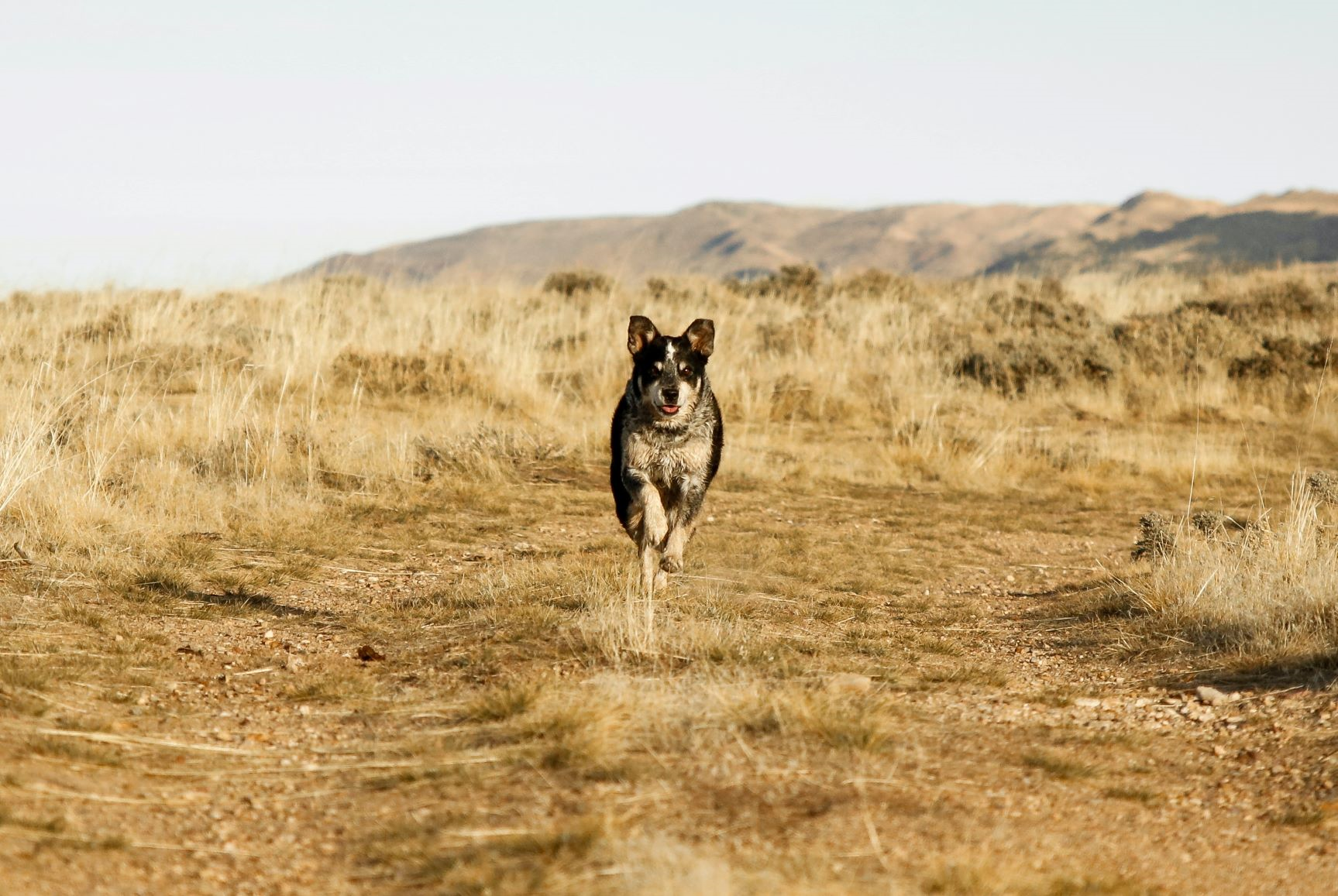 Jak rychle Behaji psí?