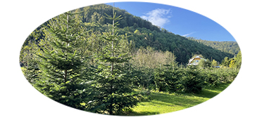 Přijďte si vybrat vánoční stromeček