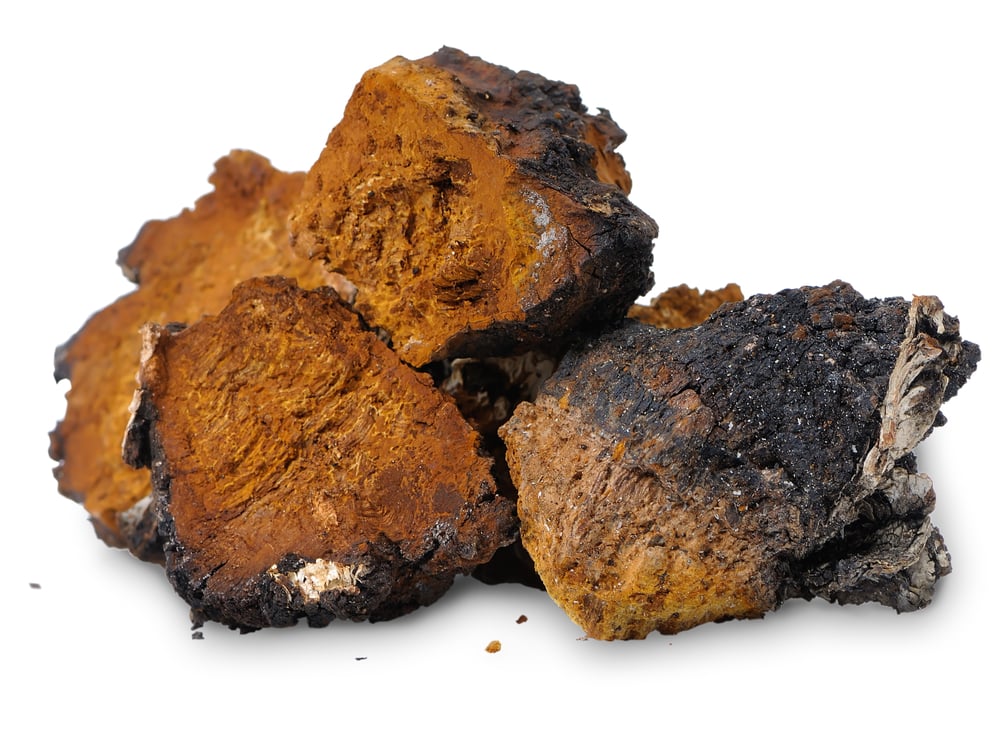 chaga-rezavec-sikmy