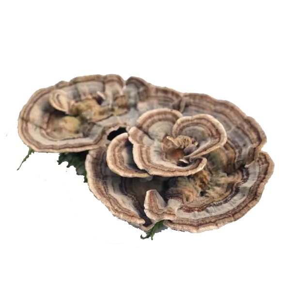 turkey-tail