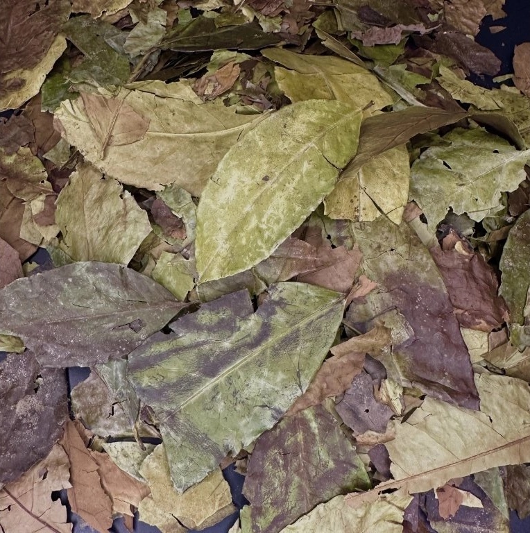 wayusa--ilex-guayusa-celý-list