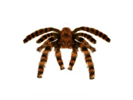 Pavouk hnedy 65cm