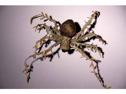 Pavouk 40cm