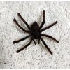 Semisova tarantule 6cm