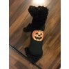 Tričko pre psíka Halloween