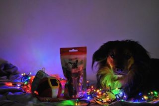 Fredy s vianočnou výhrou od nás 🎄❤️🐶