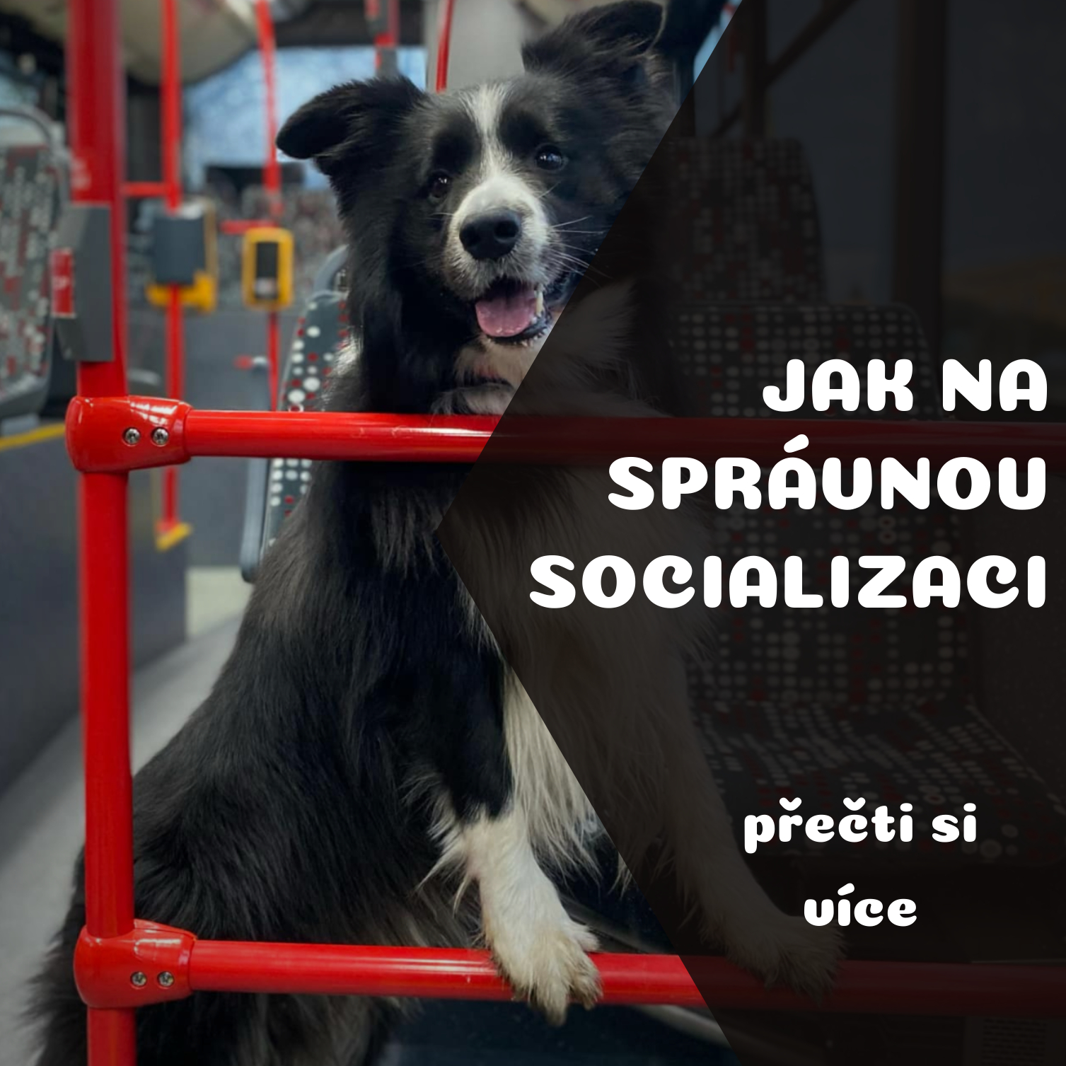 Socializační procházka