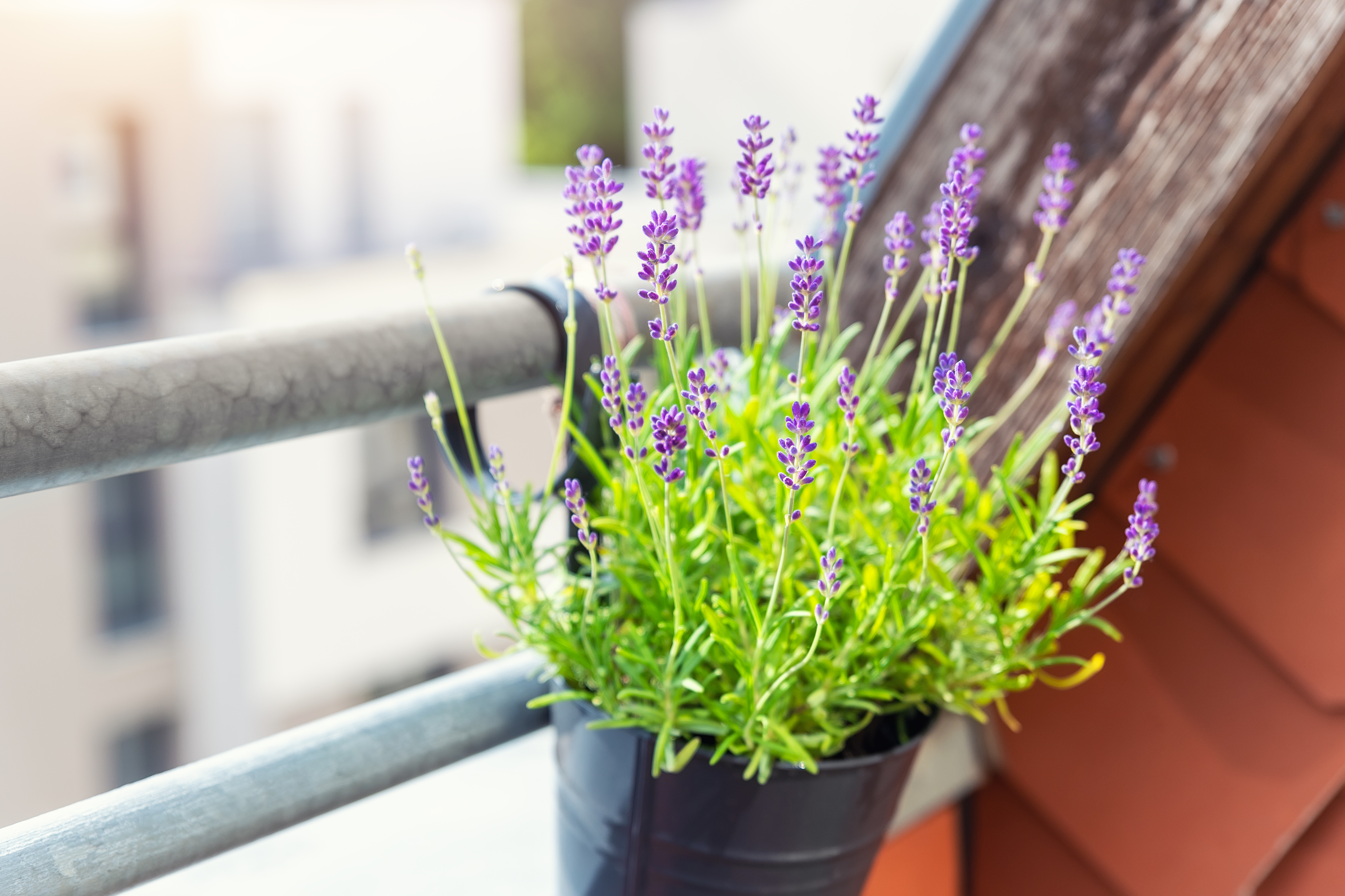 Lavendel auf einem Balkon 
