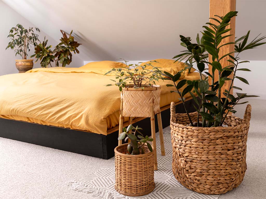 Rostliny: přírodní krása na dosah ruky