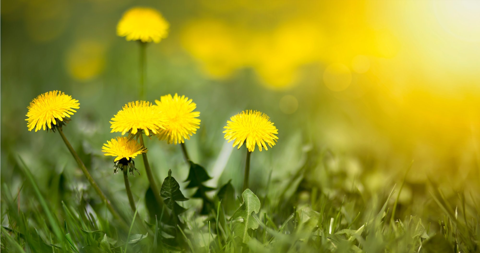 How to Remove Dandelion Stains from Clothing