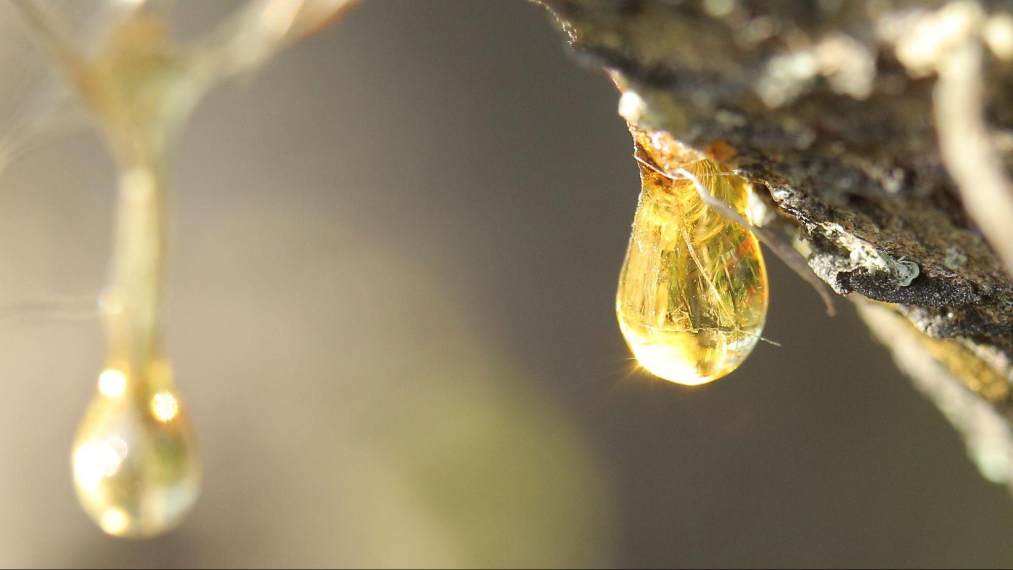 resin on a tree