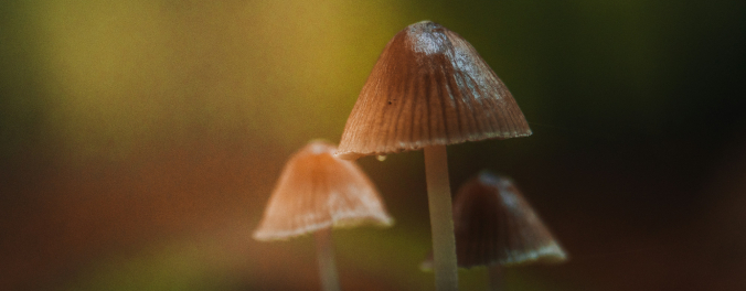 Psychedelické houbičky