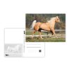 Pohlednice sr zvířata UV - kůň 4
