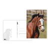 Pohlednice sr zvířata UV - kůň 5