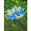 morpho5