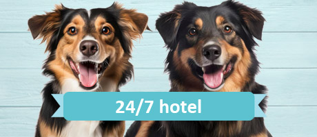 460x200_boxiky-hotel