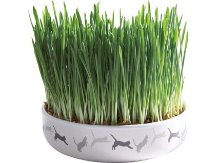 Trixie Keramická miska na trávu pro kočky 15x4cm 50g travní semeno
