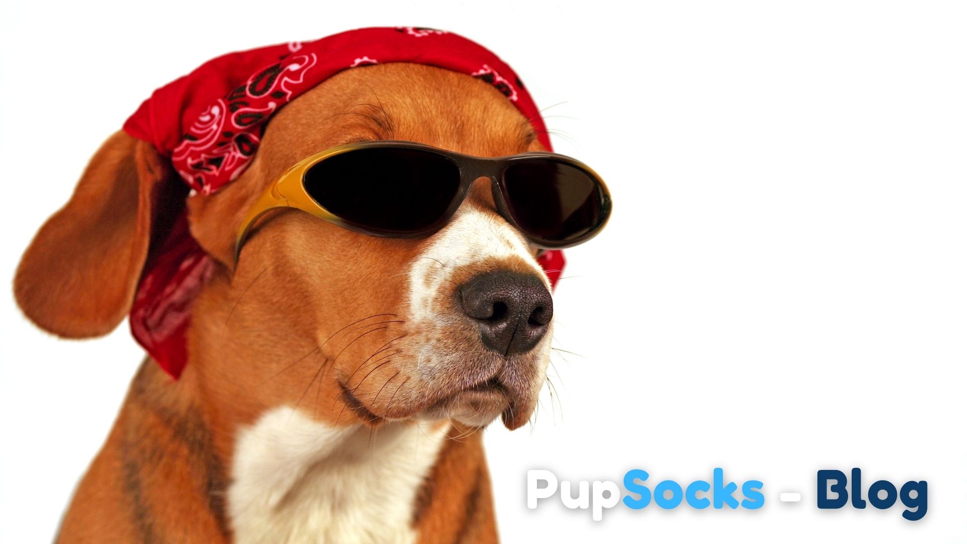 Jak pomoci psovi, když je mu vedro?