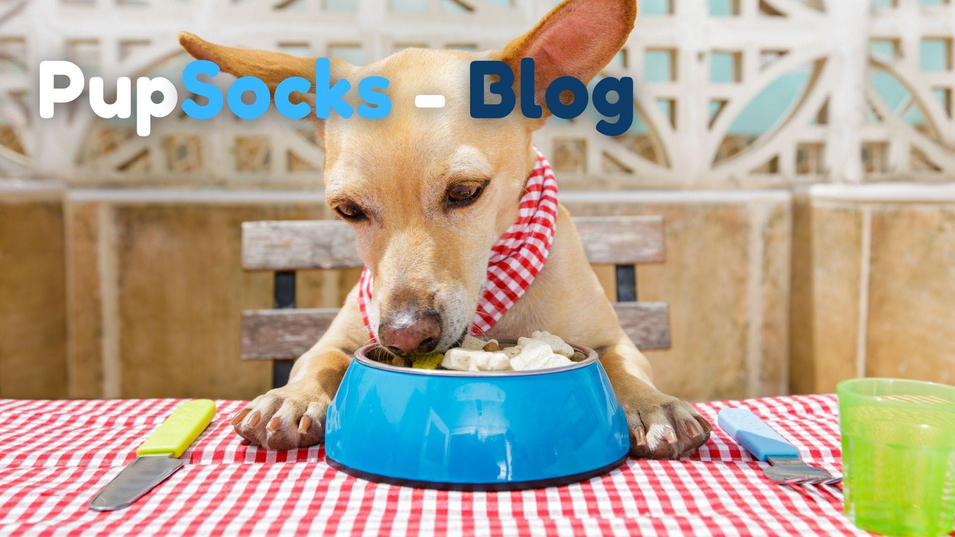 5 NEJNEBEZPEČNĚJŠÍCH POTRAVIN PRO PEJSKY