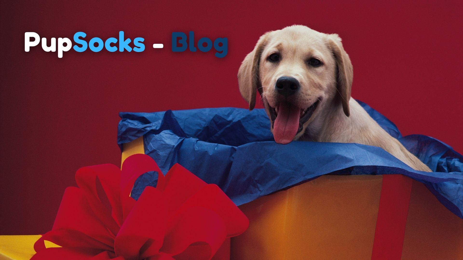 4 důvody, proč nedávat psa jako dárek