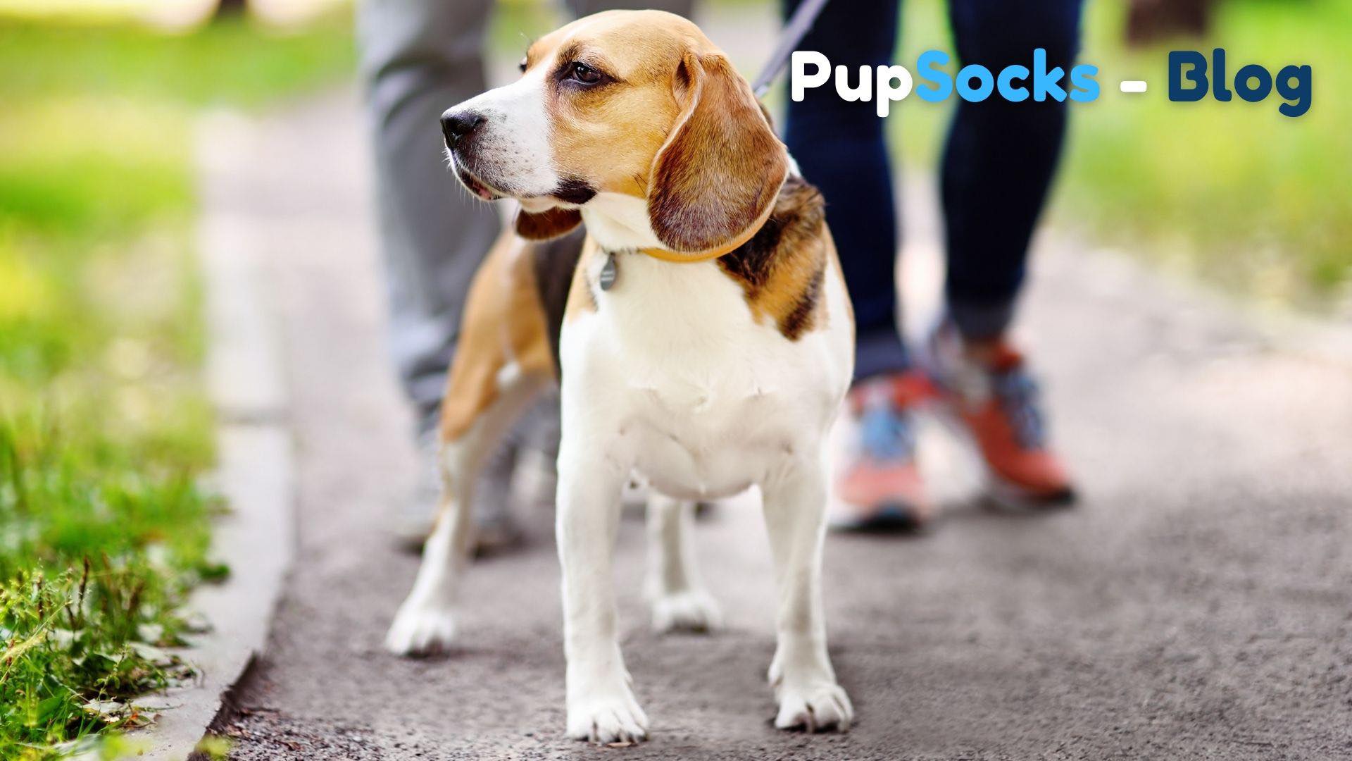 5 tipů na výlety se psy