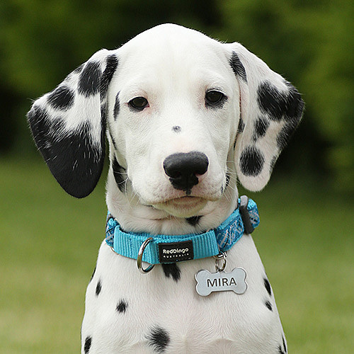 Jak vybrat ideální jméno pro vašeho mazlíčka?