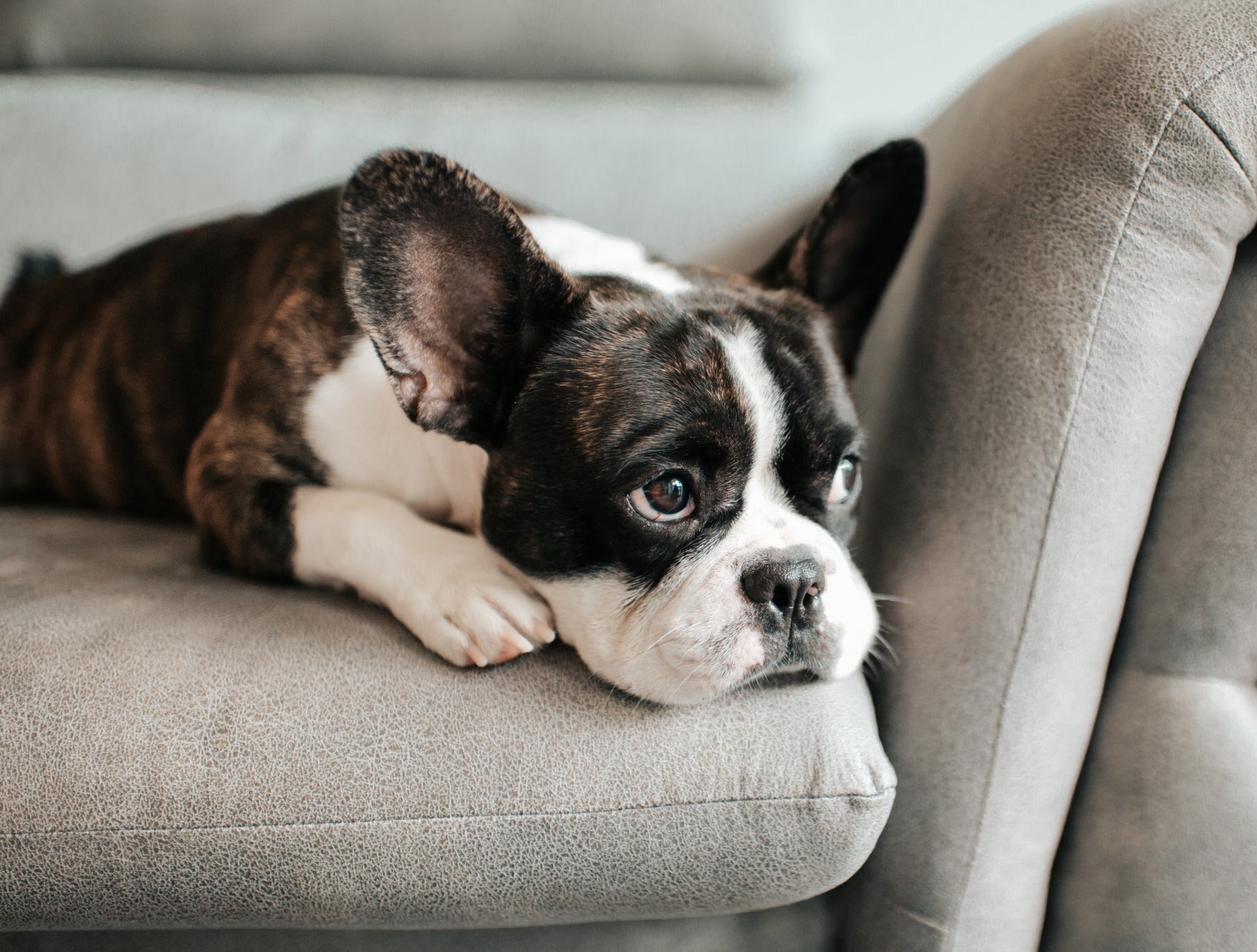 Jaké zábavné věci dělat s mazlíčkem: Inspirace pro vás a vašeho chlupatého parťáka