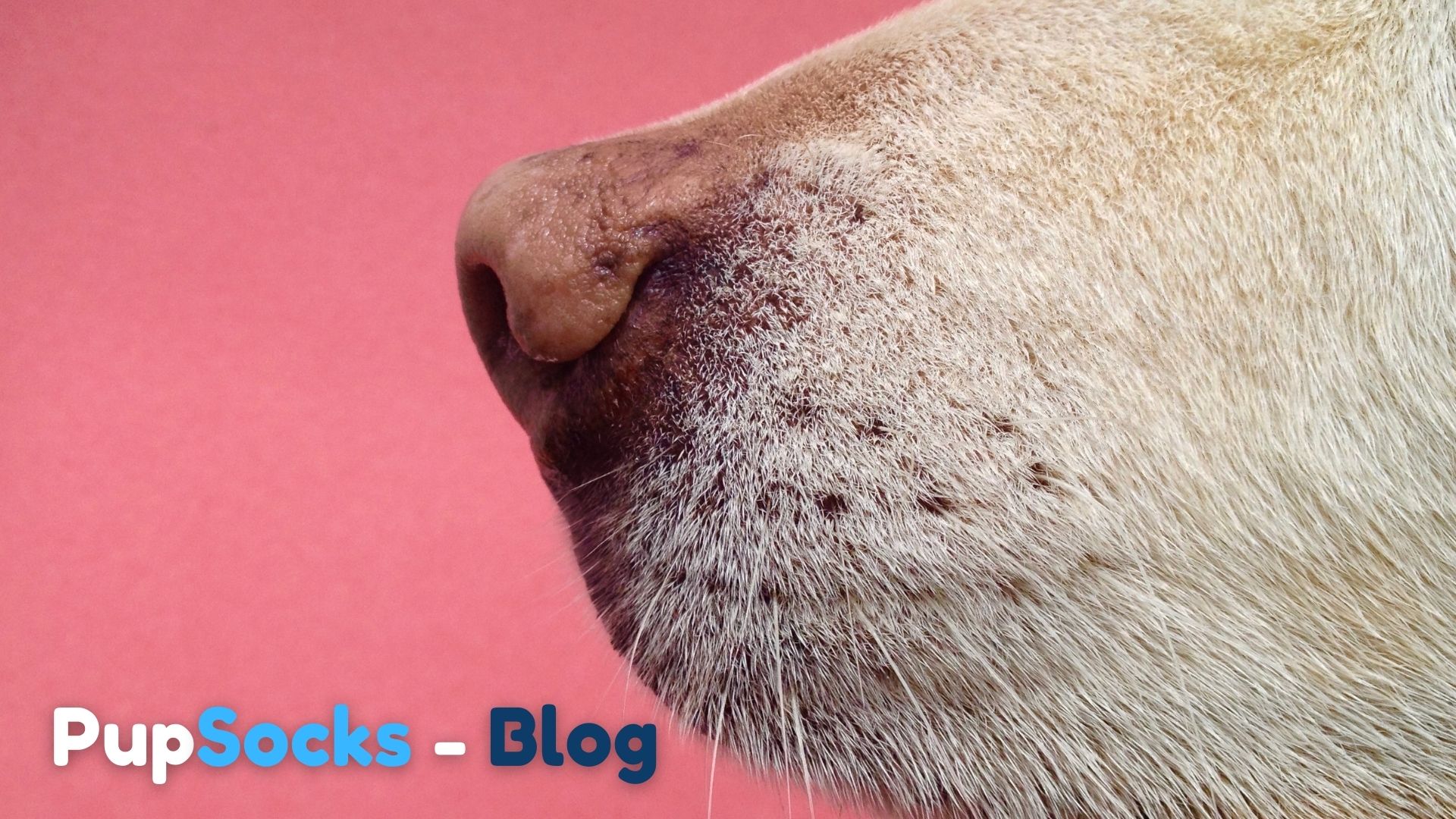 Co dokáže psí čumák?