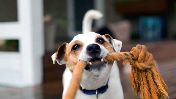 Jak mazlíčci pomáhají s úzkostí a stresem?