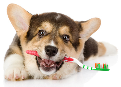 Nejlepší produkty pro péči o mazlíčky: Co by vám doma nemělo chybět