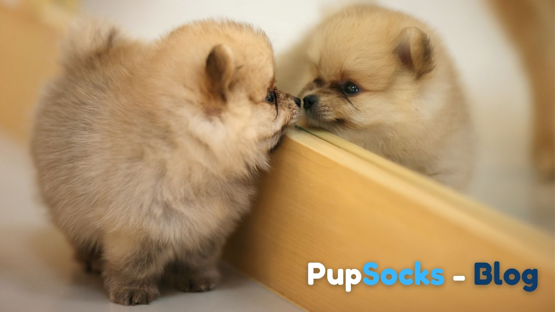 Jak klonovat svého psa?