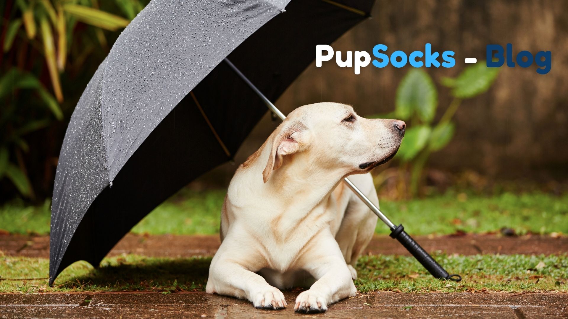 Co když se pes bojí bouřky?