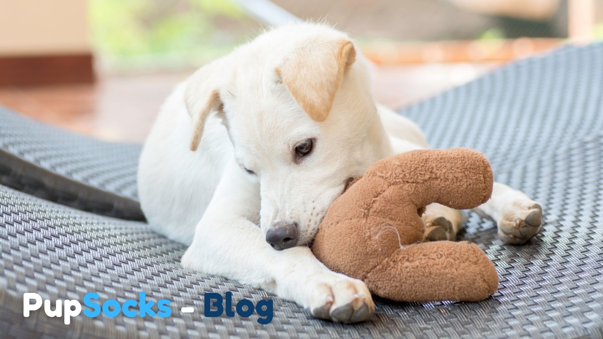 Co dělat když pes kouše věci?