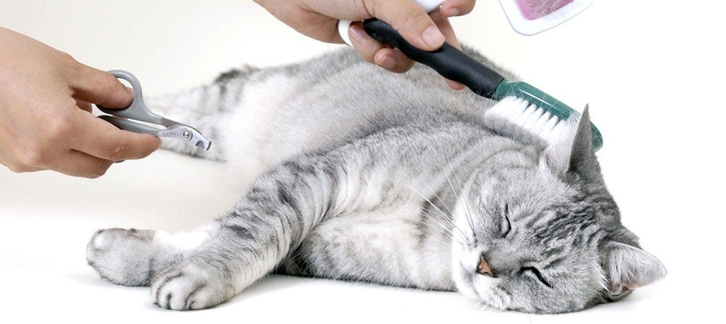 Jak správně pečovat o srst vašeho mazlíčka?