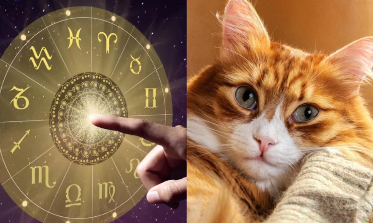 Zvířecí horoskop: Co říká znamení vašeho mazlíčka?