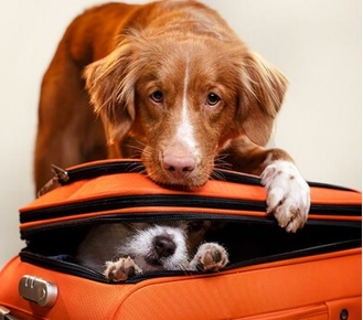Mazlíčci a dovolená: Jak cestovat se zvířetem bez stresu