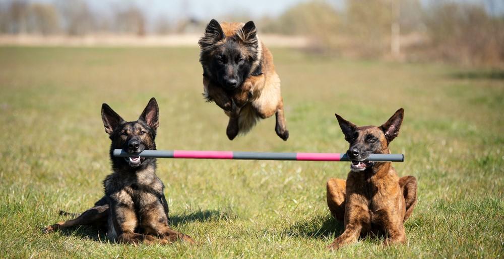 Jak naučit psa nebo kočku základní triky: Praktické tipy pro začátečníky