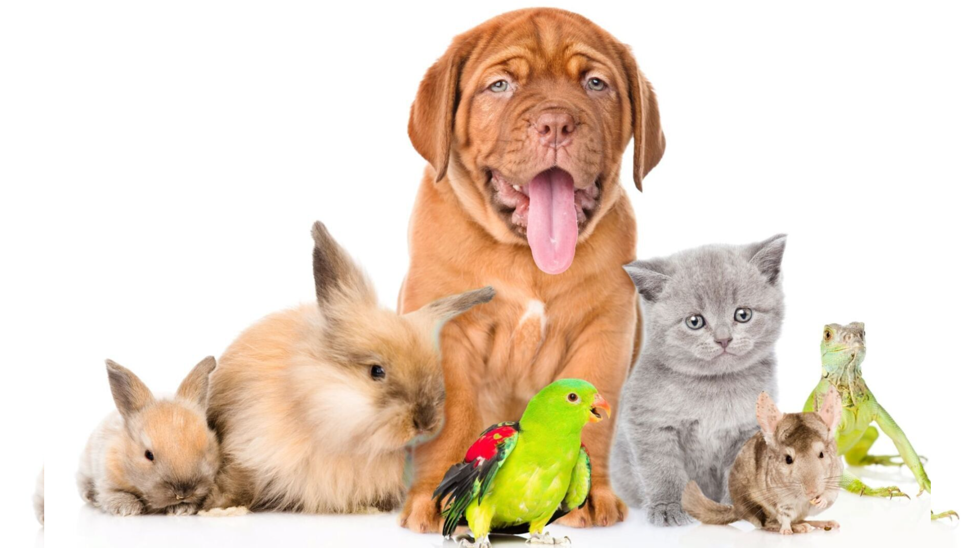 Nejoblíbenější domácí mazlíčci v Česku: Kdo vládne našim srdcím a domovům?