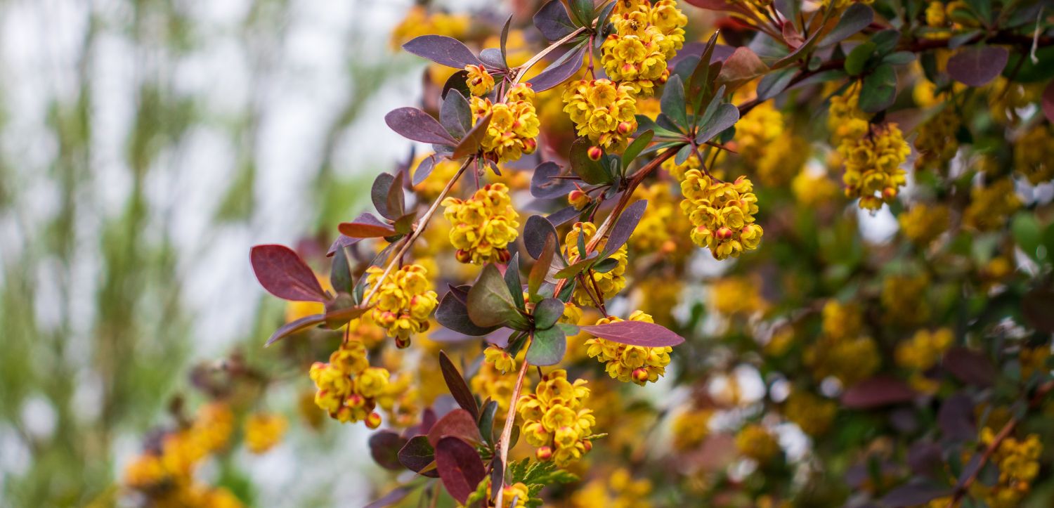 Berberin: Zatočí s tuky, pomůže s hubnutím (dávkování, účinky)