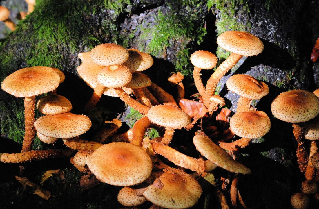 Medicinální houby: účinky, které vás překvapí
