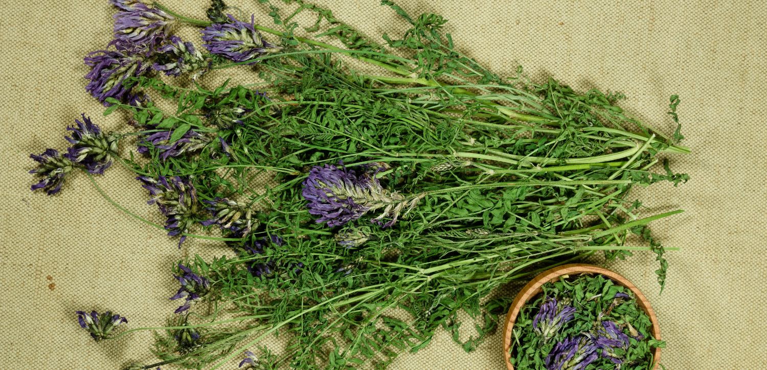 Kozinec (astragalus): účinky na imunitu, stres i hormony + pro koho není vhodný?