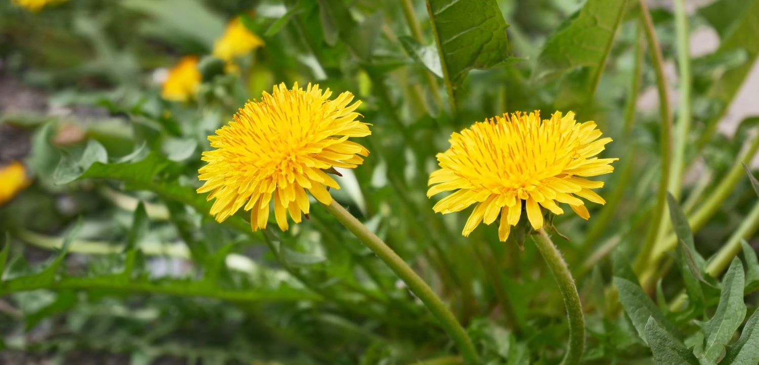 Pampeliškový kořen na podporu jater a ledvin