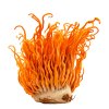 Cordyceps Pure Grade, 60 kapslí - houba