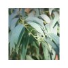 Eukalyptus radiata BIO 5g
