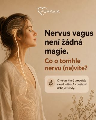 💥 Nervus vagus je teď všude. Co o něm opravdu víme a k čemu v těle slouží? ➡️Je to jeden z nejdelších nervů v těle a...